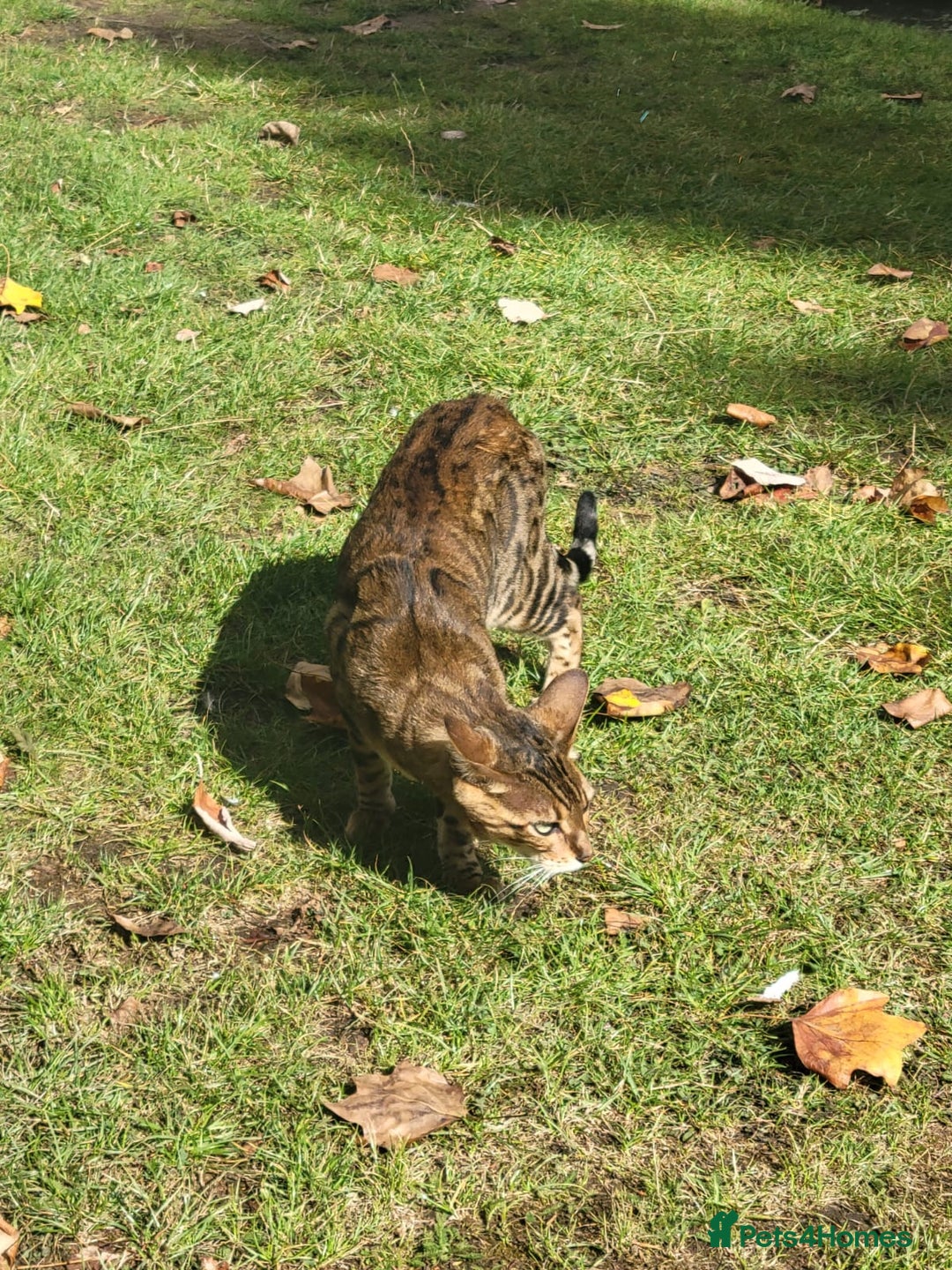 Bengal cats for sale: Bengal male cat for sale - Image 4