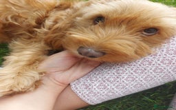Cockapoo dogs for sale: Naturally-reared Red/Apricot F1b Cockapoos - Image 9