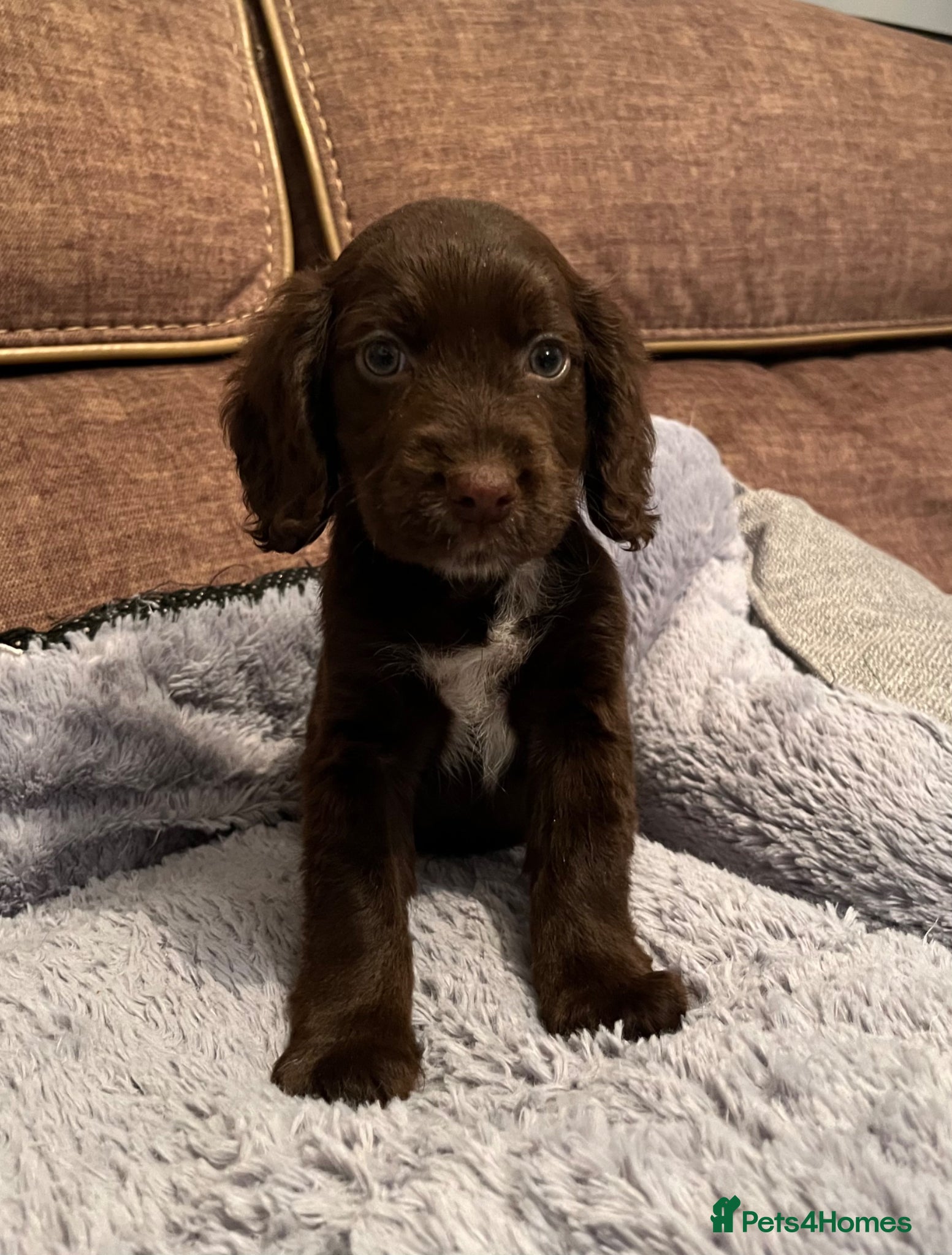Cocker Spaniel dogs 🐶❤️Gorgeous Cocker Spaniels Puppies  - Advert 1