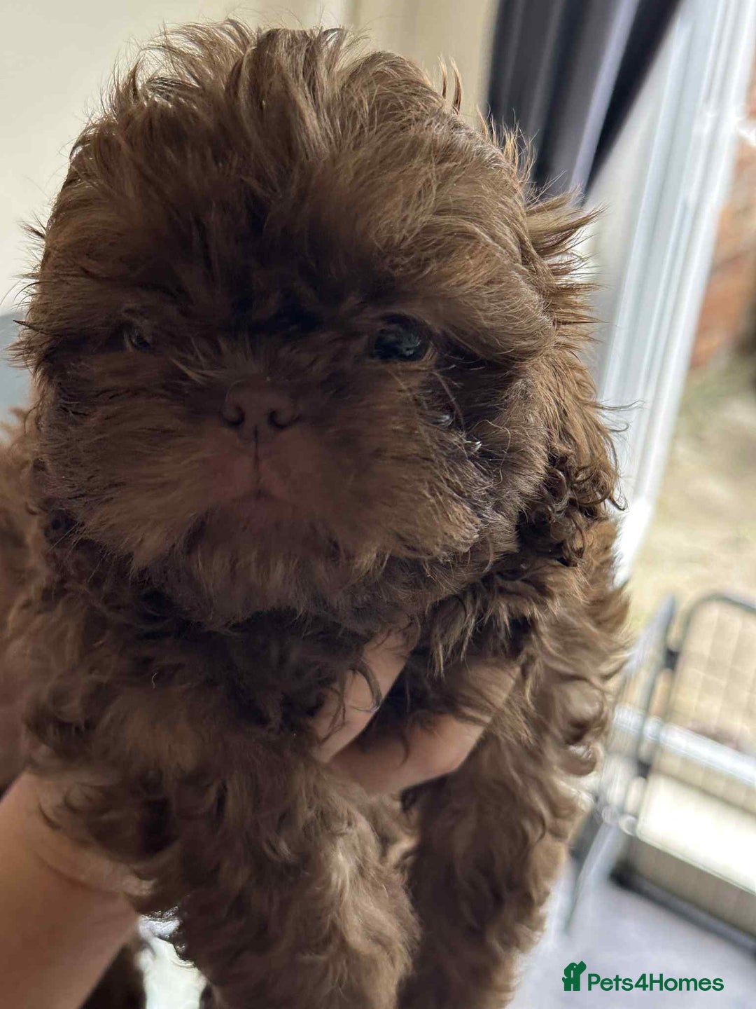 Shih Tzu dogs for sale: Pedigree shitzu puppies  - Image 9