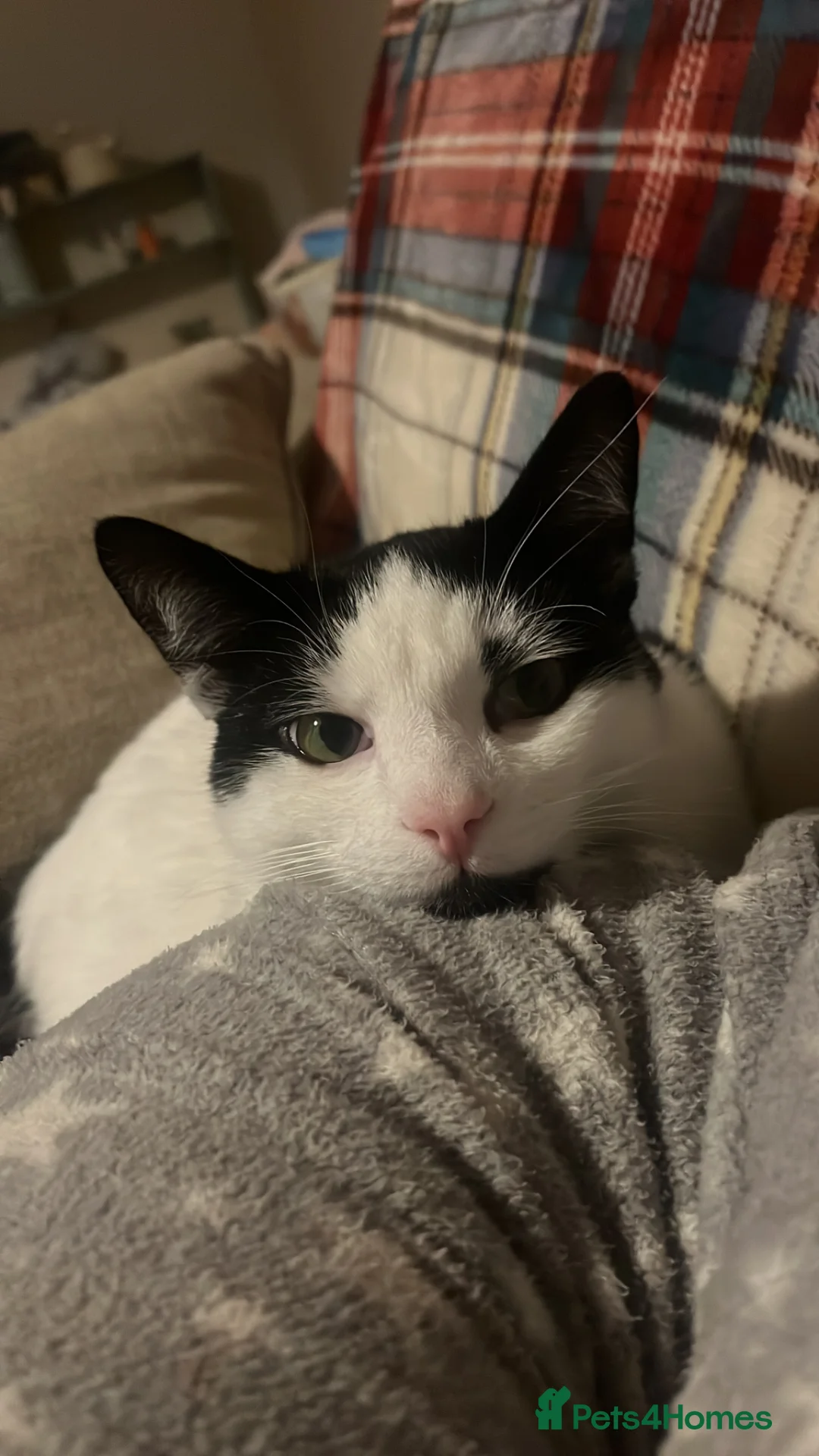 Mixed Breed cats for sale: Lovely 1-Year-Old  Cat - Advert 1