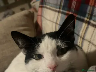 Mixed Breed cats Lovely 1-Year-Old Cat - Advert 8