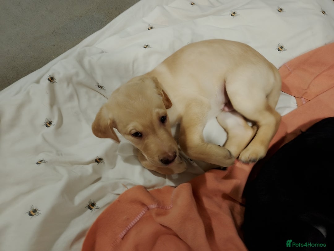 Labrador Retriever dogs for sale: Labrador Puppies for Sale  - Advert 9