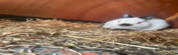 Mixed Breed rabbits for sale: Mix rabbits please read listing  - Advert 24