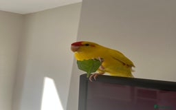Parakeets birds for sale: Yellow and red male Kakariki  - Image 5
