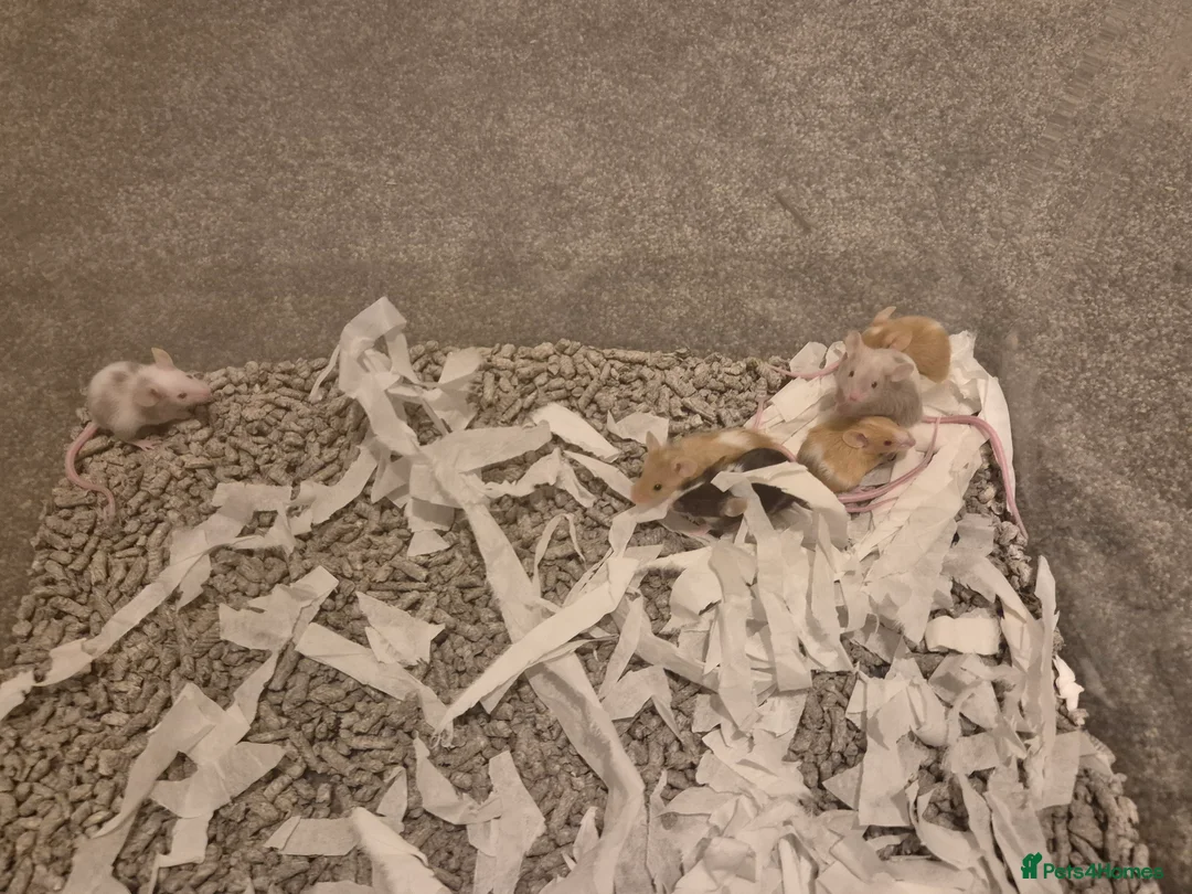 Mouse rodents for sale: Female and male Fancy mice available. - Advert 3