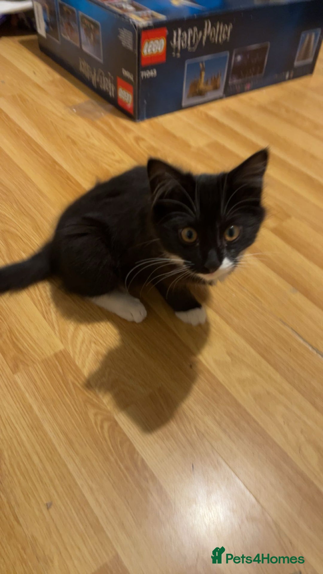 Mixed Breed cats for sale: Jinx  - Advert 5