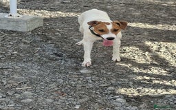 Mixed Breed dogs for adoption: Little Reggie wants to go home  - Image 10