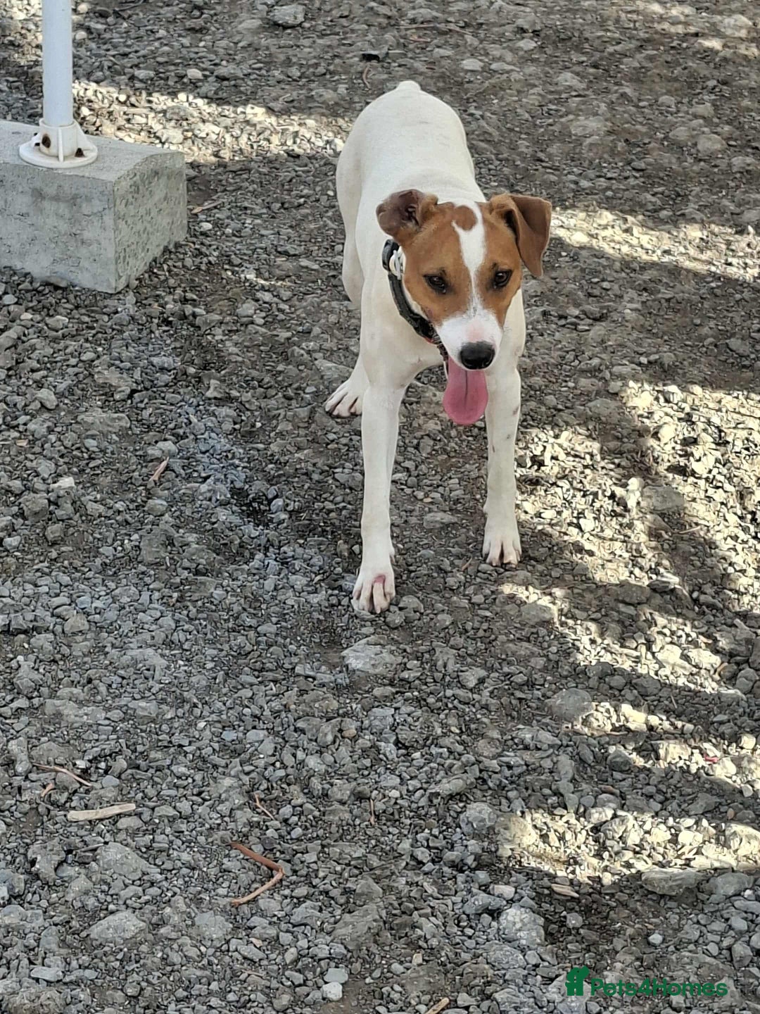 Mixed Breed dogs for adoption: Little Reggie wants to go home  - Image 10