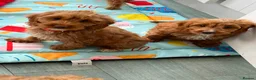 Cockapoo dogs for sale: Gorgeous F1 Cockapoo puppies  - Advert 4
