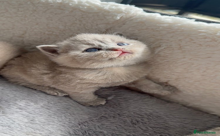 British Shorthair cats - Advert 2