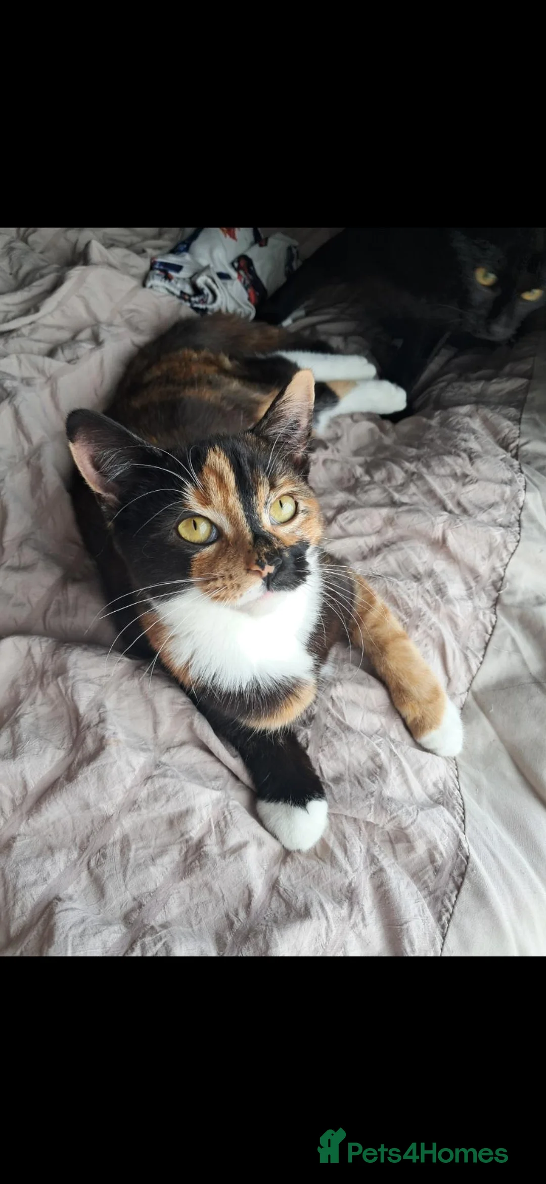 Mixed Breed cats for sale: Tortieshell 7 month old kitten - Advert 2