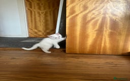 Khao Manee cats for sale: White Scottish fold mix - Image 5