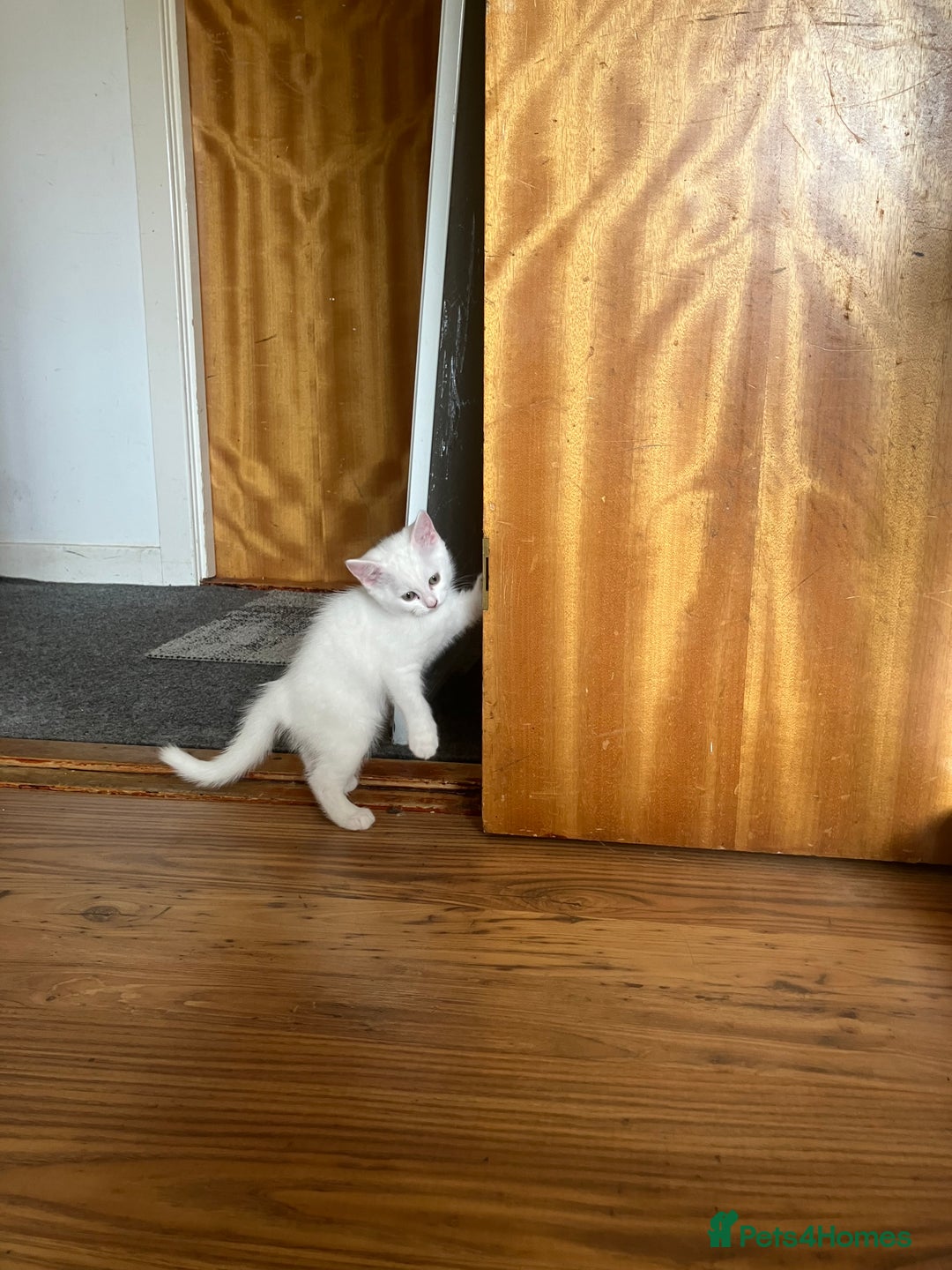Khao Manee cats for sale: White Scottish fold mix - Image 5
