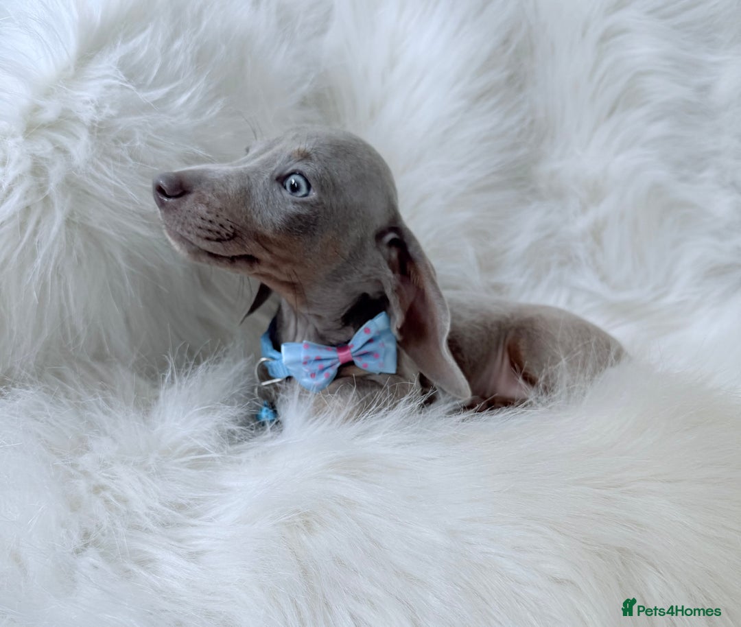 Miniature Dachshund dogs for sale: 5 ⭐ Licensed Breeder Miniature Dachshunds puppies - Image 4