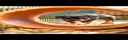 Rottweiler dogs for sale: 🐾 KC Registered Rottweiler Puppies for sale in Huddersfield - Advert 10