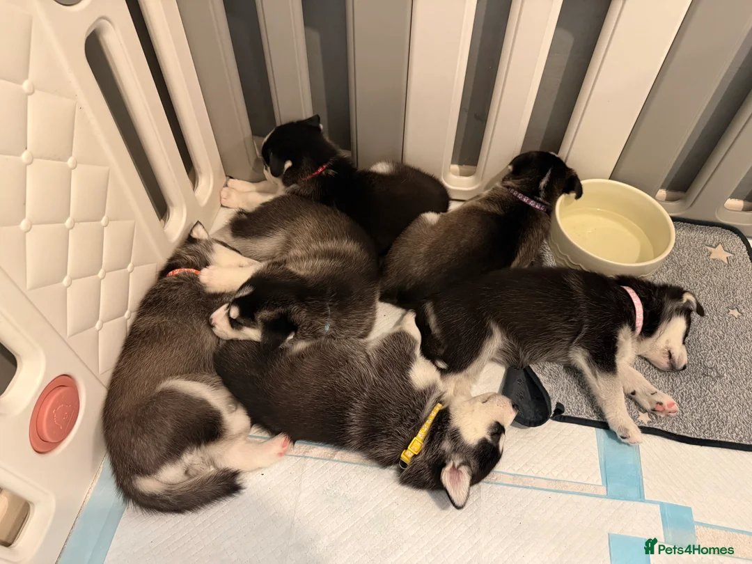 Siberian Husky dogs for sale: Gorgeous, Healthy & Fully Insured Siberian puppies in Stanmore - Advert 3