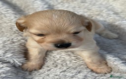 Mixed Breed dogs for sale: Cockapoo x Pomeranian puppies  - Image 3