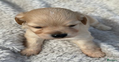 Mixed Breed dogs - Advert 1