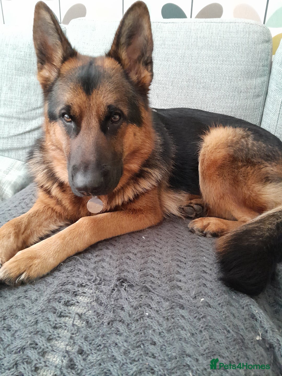 German Shepherd dogs for sale: Indie - Advert 8