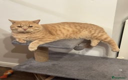 British Shorthair cats for sale: Two female British Shorthair kittens for sale - Image 11