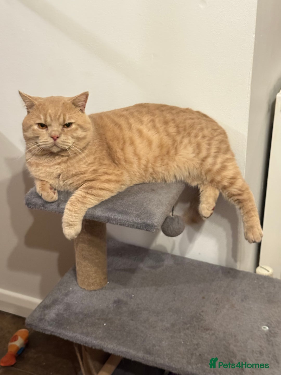 British Shorthair cats for sale: Two female British Shorthair kittens for sale - Image 11