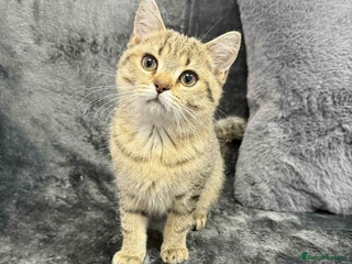 British Shorthair cats British shorthair kittens gccf ready now - Advert 16