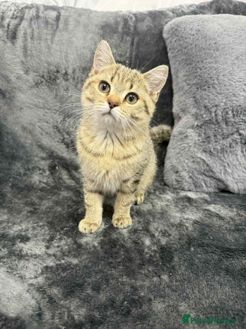 British Shorthair cats - Advert 15