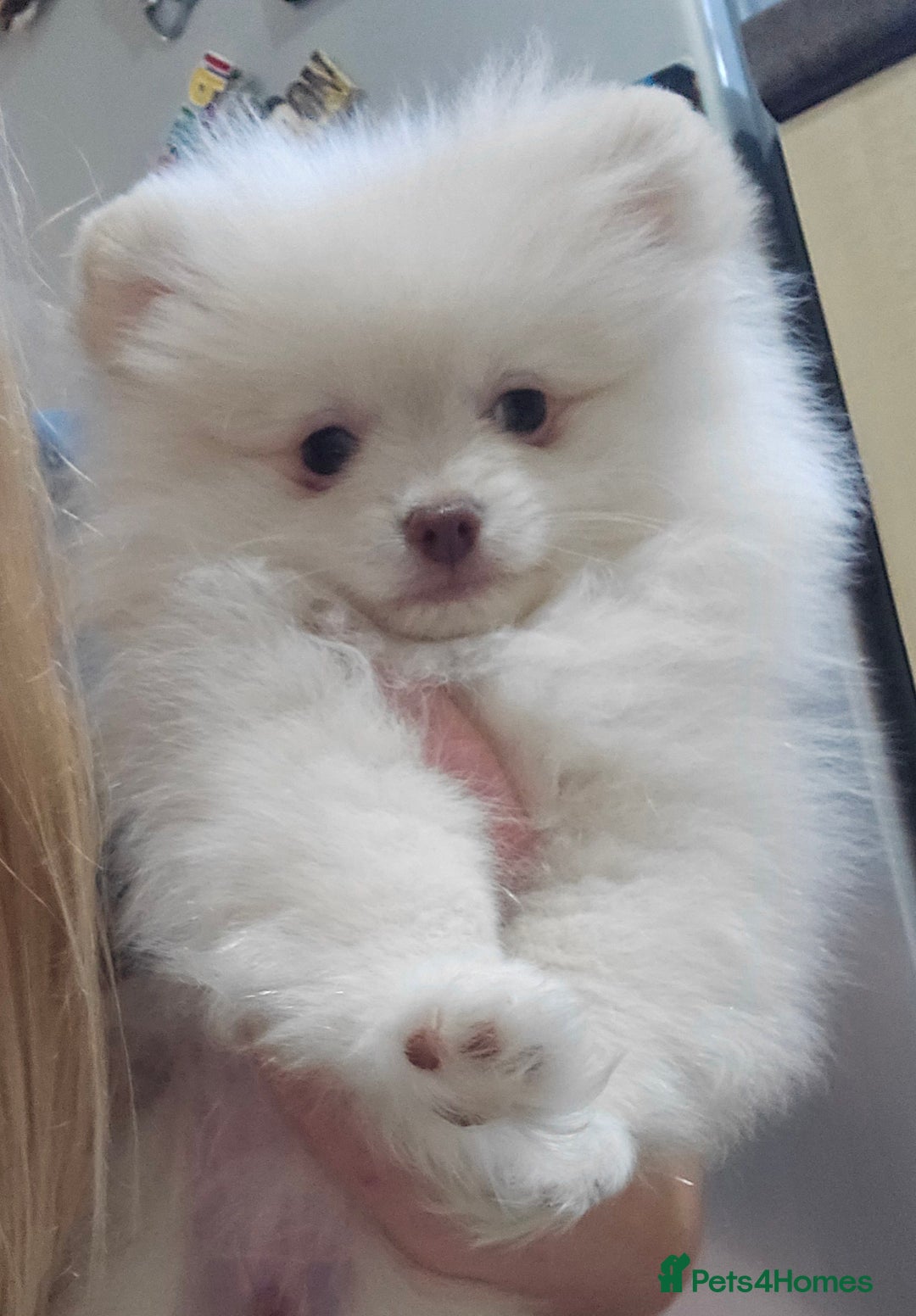 Pomeranian dogs for sale: Last boy left teddy bear face  - Advert 7