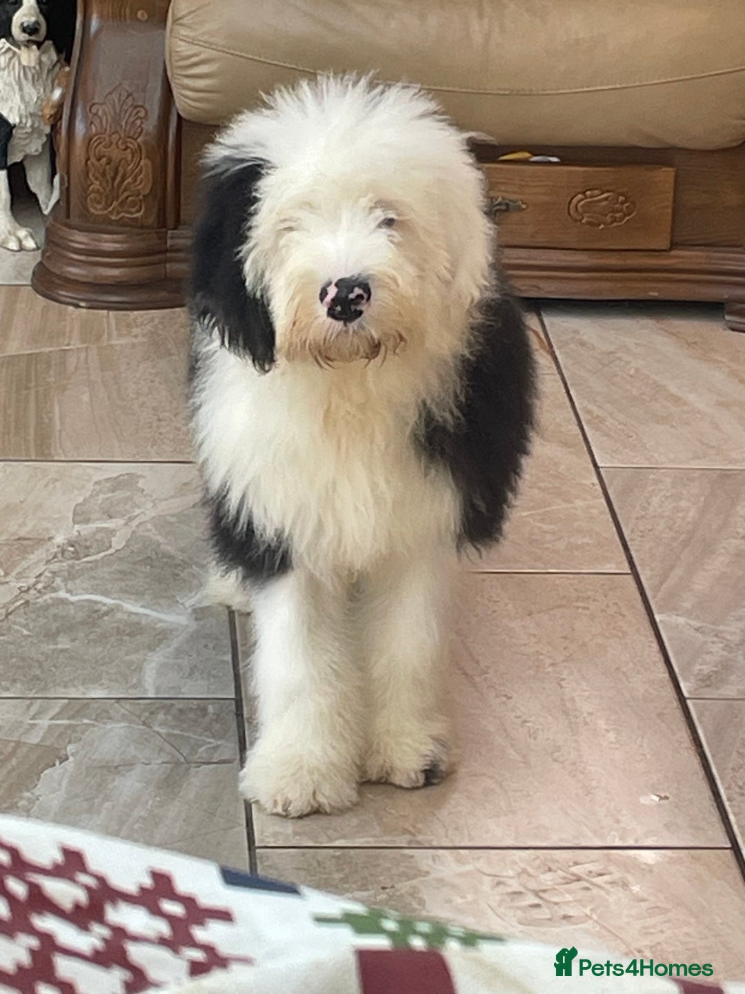 Old English Sheepdog dogs for sale: Old English sheep dogs kc  - Advert 17