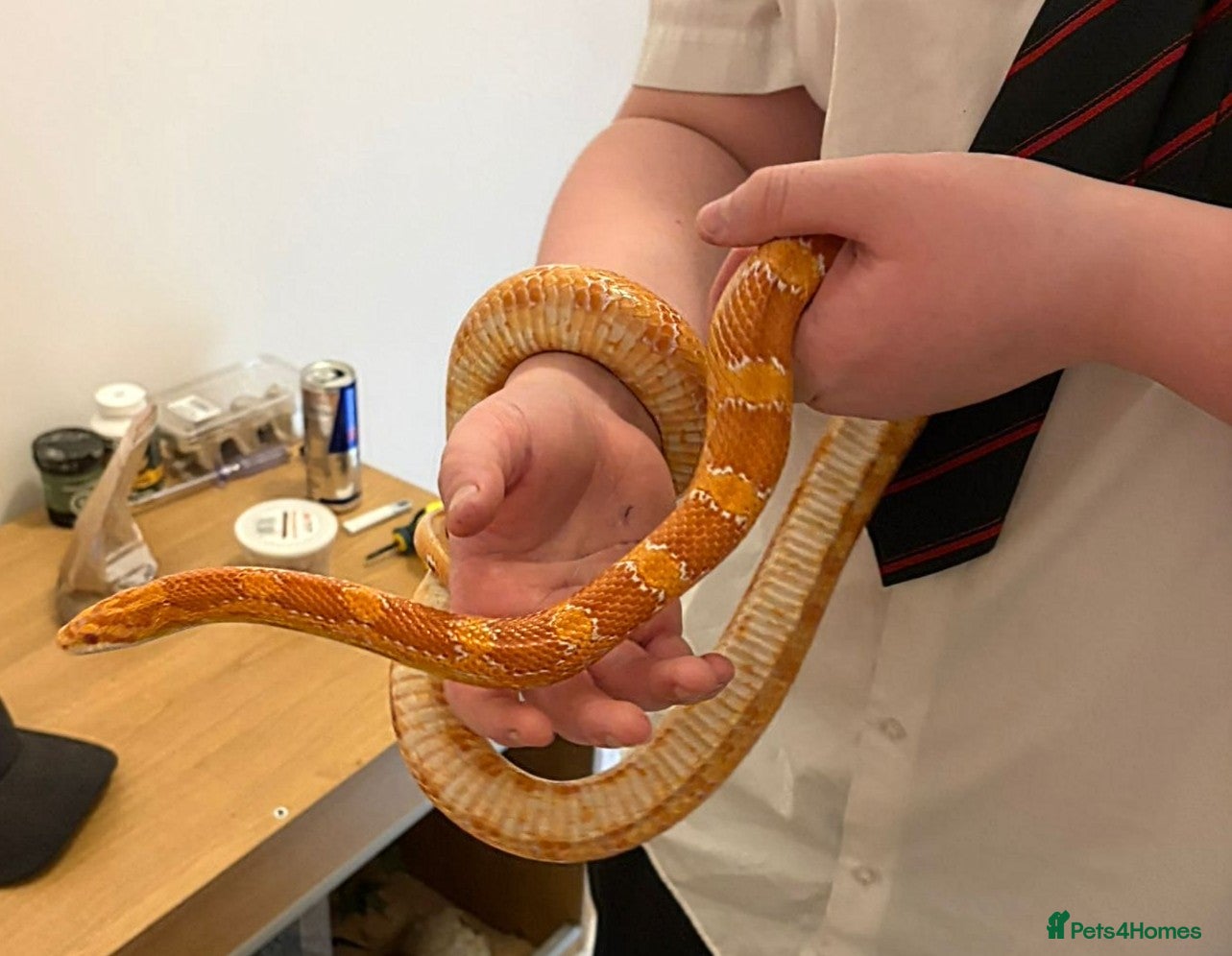 Corn Snake reptiles Female corn snake in need of loving home - Advert 1