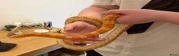 Corn Snake reptiles for sale: Female corn snake in need of loving home - Advert 1