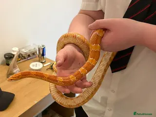 Corn Snake reptiles Female corn snake in need of loving home - Advert 1