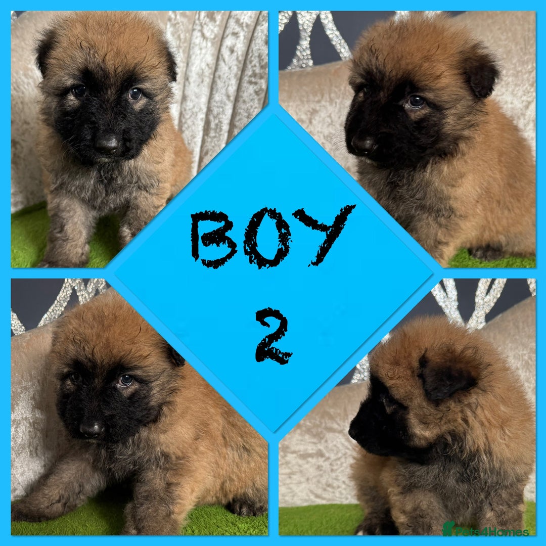 German Shepherd dogs for sale: Stunning German shepherds - Advert 7