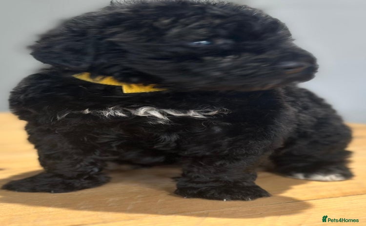 Bernedoodle dogs - Advert 1