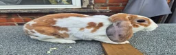 Mini Lop rabbits for sale: ❤️  Stunning plush lops ❤️  - Advert 1