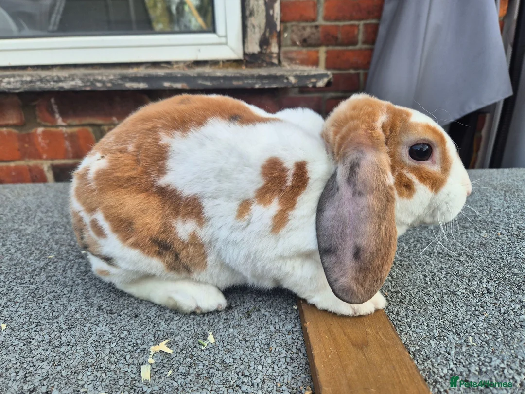 Mini Lop rabbits for sale: ❤️  Stunning plush lops ❤️  - Advert 1