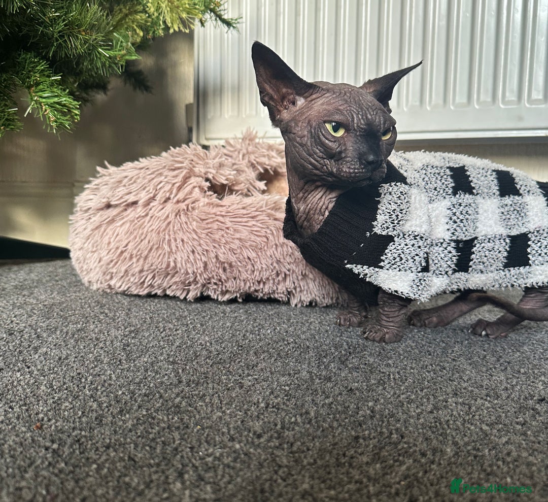 Sphynx cats for stud: Proven TICA Bambino sphynx for Stud  - Advert 5