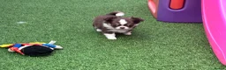 Chihuahua dogs for sale: Amazing tiny long coat girl puppy  - Advert 6