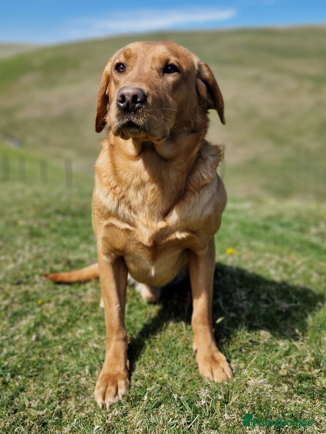 Labrador Retriever dogs for sale: Kc reg fox red Labradors  - Advert 18