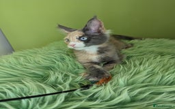 Maine Coon cats for sale: Beautiful Pedigree Maine Coon Kittens  - Image 24