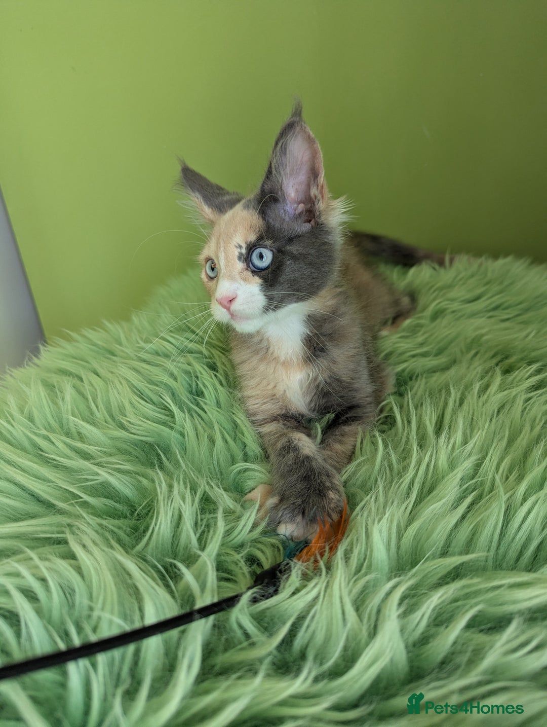 Maine Coon cats for sale: Beautiful Pedigree Maine Coon Kittens  - Image 24