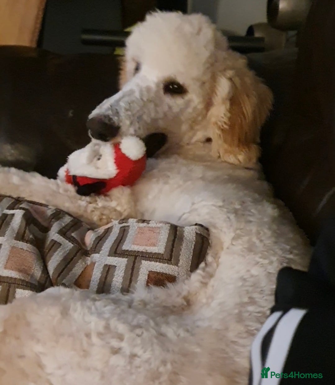 Standard Poodle dogs Loving Gentle Giant Needing a New Forever Home - Advert 2