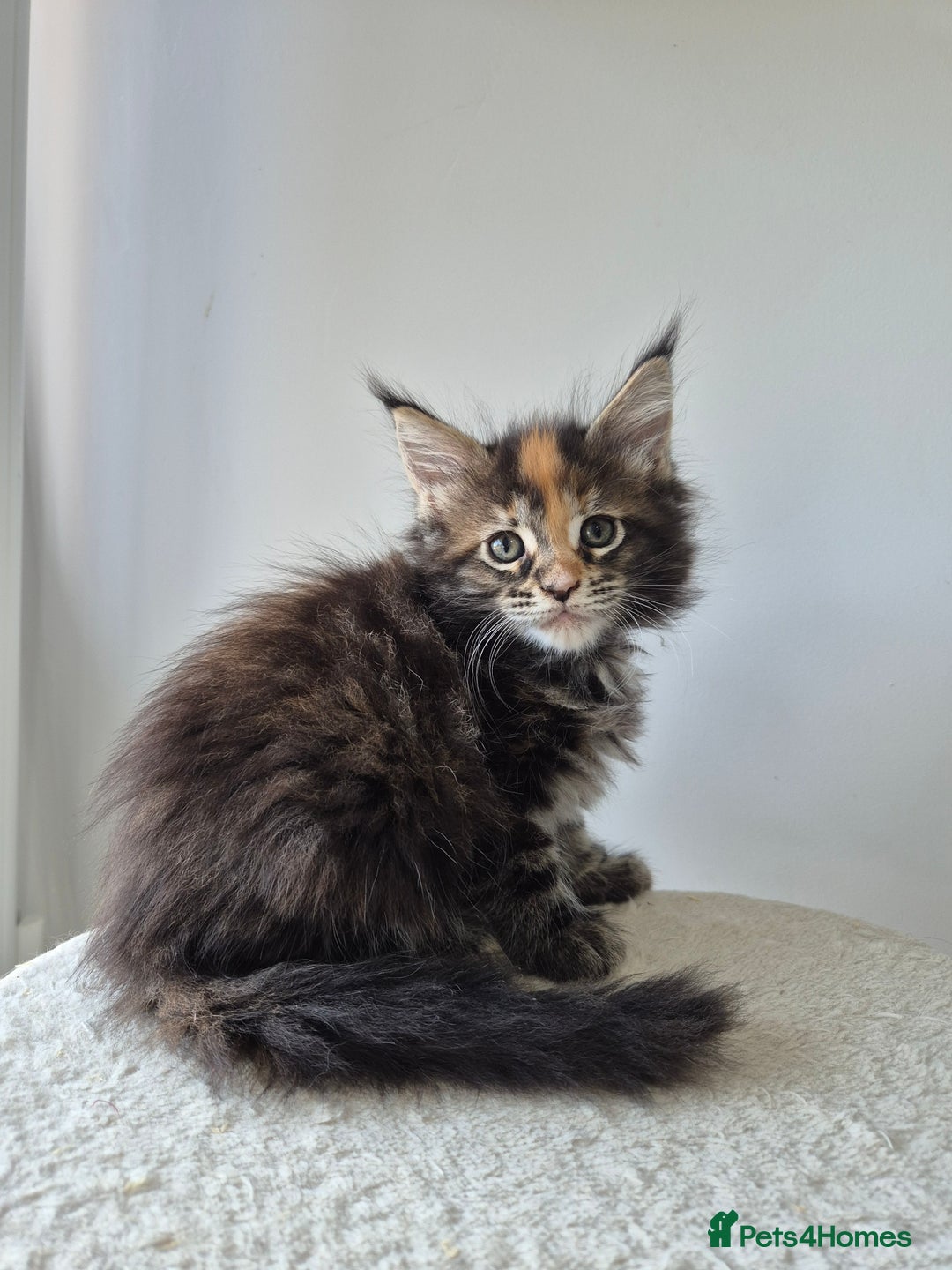 Maine Coon cats for sale: 6 TICA-Registered Maine Coon Kittens Available - Image 17
