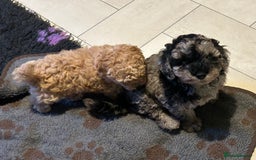Cockapoo dogs for sale: Miniature cockapoo puppies Merle and Apricot - Image 20