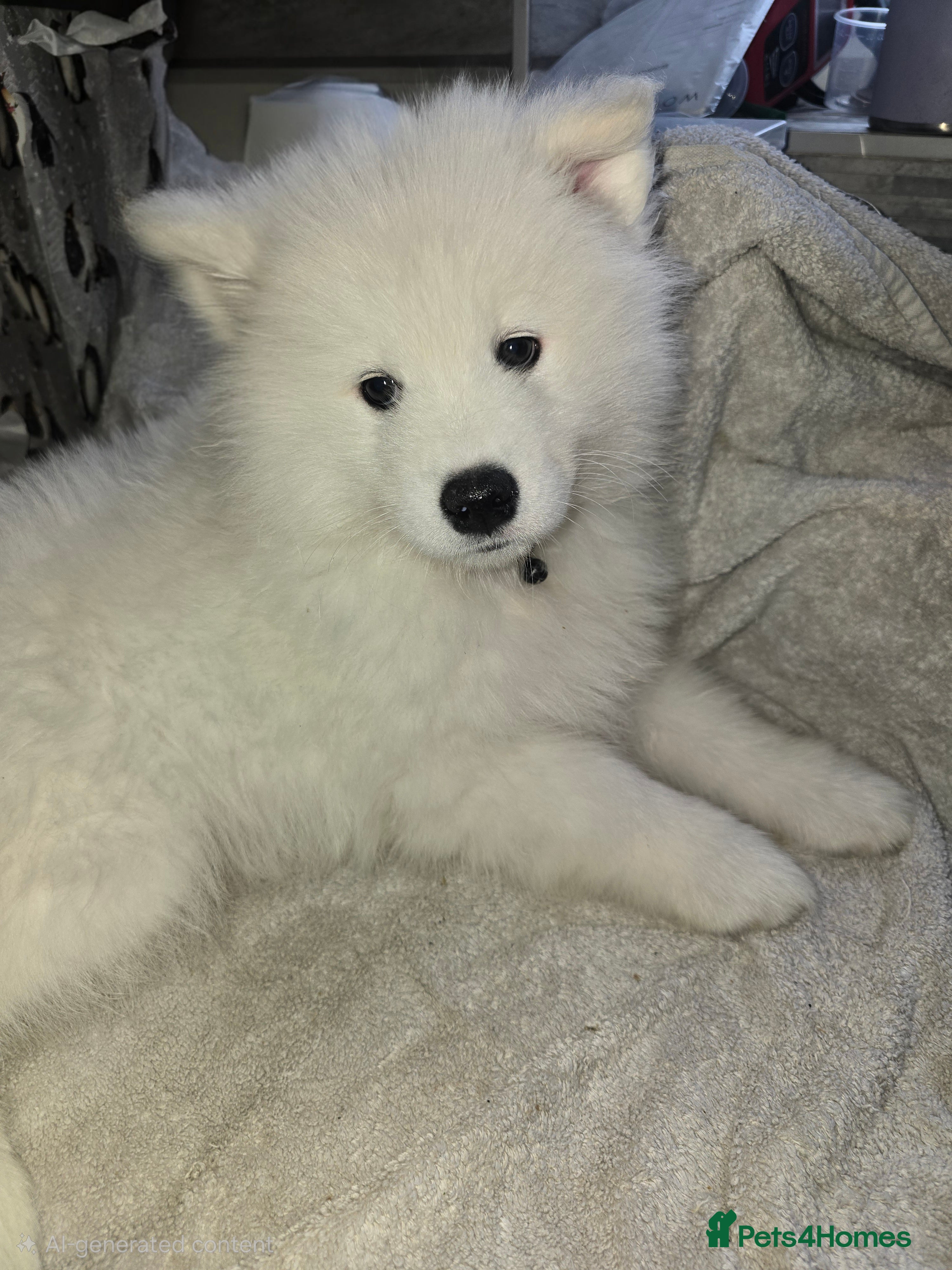Samoyed dogs Only 2 beautiful girls left  - Advert 1