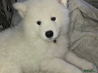 Samoyed dogs Only 2 beautiful girls left - Advert 1