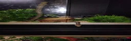 Corn Snake reptiles for sale: 2 corn snakes with 2 set ups - Advert 3