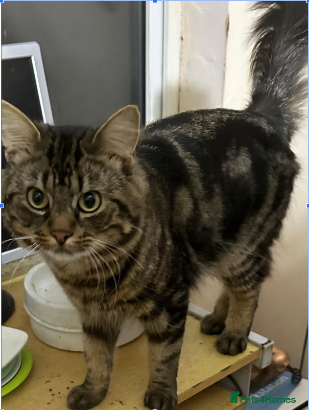 Mixed Breed cats Handsome Tiger looking for a home in Hook - Advert 4