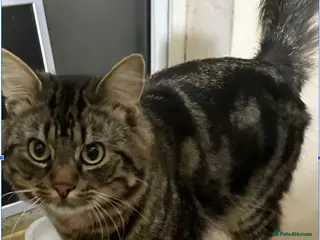 Mixed Breed cats Handsome Tiger looking for a home in Hook - Advert 4